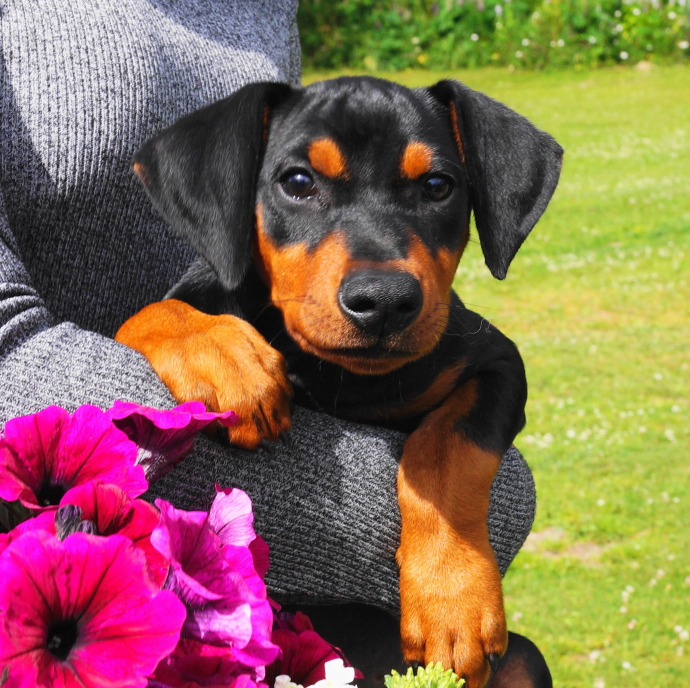 Pinscher * Xélanc Young Ykela 12 veckor